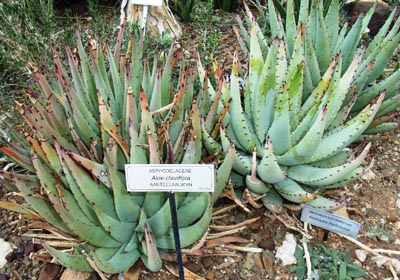 Aloe claviflora: Photographed by Jack Latti